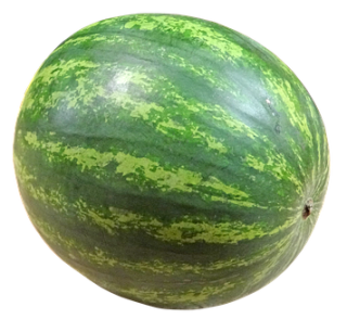 Meloun vodní 1ks (cca 4-5kg)